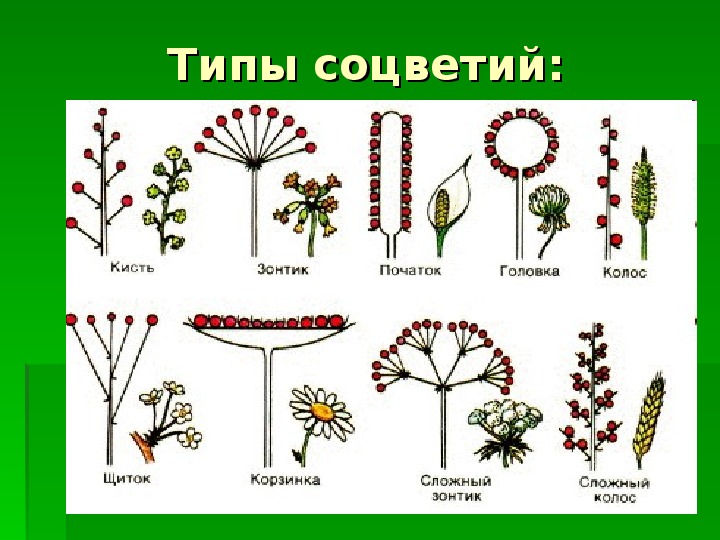 Виды соцветий и плодов. Соцветие полузонтик. Таблица соцветия 6. Типы соцветий 6 класс биология. Схемы соцветий 6 класс биология.