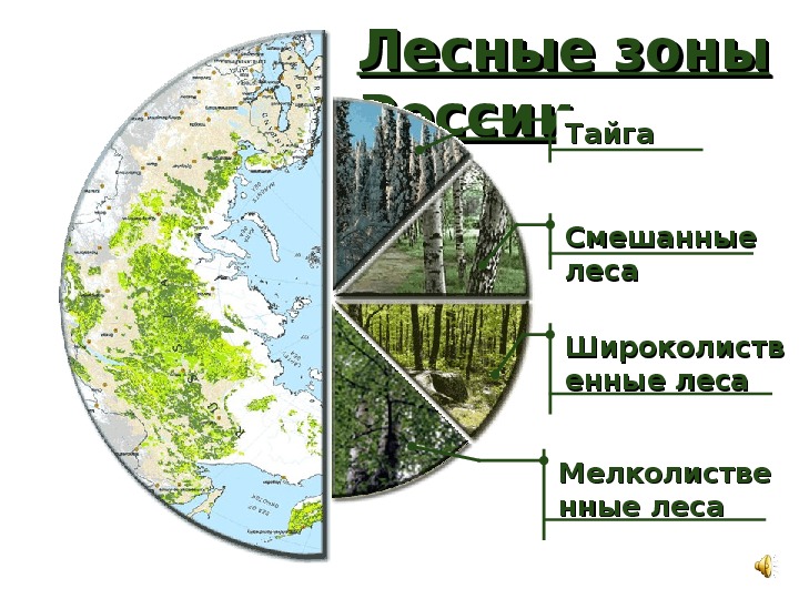 Презентация по географии "Леса России"