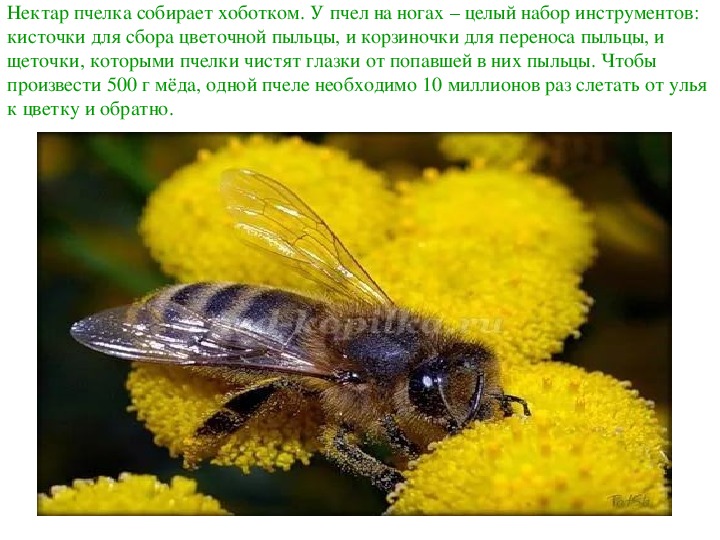 Разбор предложения шмели гудят мед цветов собирают. Пчела собирает пыльцу. Пчела собирает нектар. Пчела с нектаром. Нектар пчелиный.