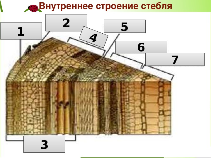 Строение стебля дерева 6