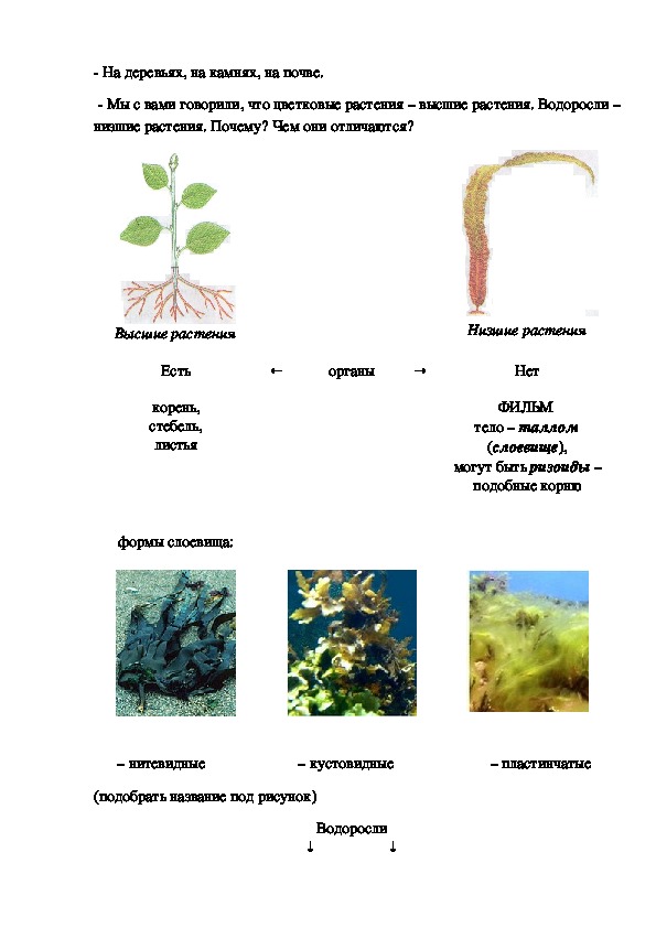 Тест биология 6 водоросли