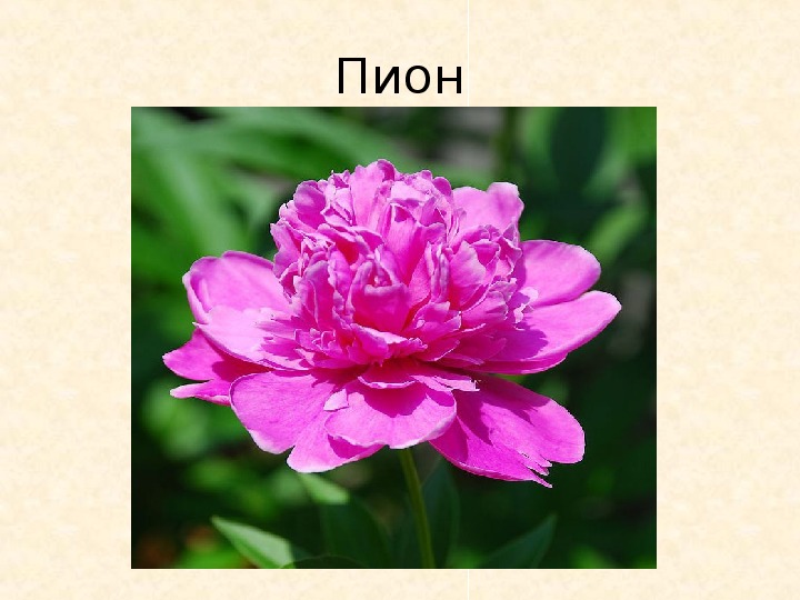 Растение символ страны. Растения символы разных стран. Цветок символ Москвы. Красивые картинки с растениями как символы стран.
