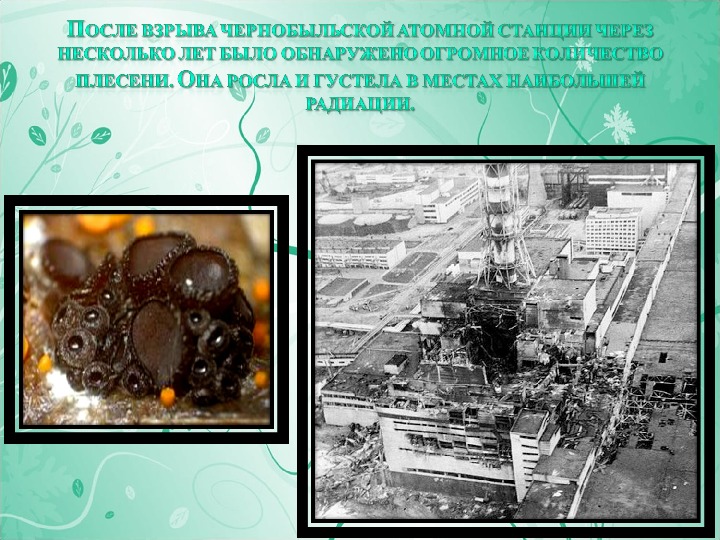 Почему взорвалась станция. Чернобыль после взрыва атомной станции ЧАЭС. Чернобыль плесень. Чернобыль после взрыва радиация. Чернобыльская атомная станция после взрыва.