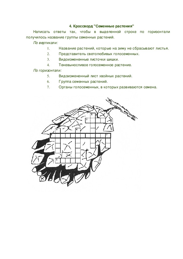 Хвойный кроссворд. Кроссворд семенные растения. Кроссворд на тему хвойные растения. Голосеменные растения кроссворд с ответами и вопросами. Кроссворд названия хвойных растений ответы.