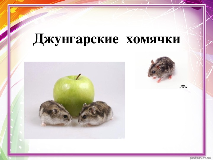 Презентация по окружающему миру "Джунгарские хомячки"