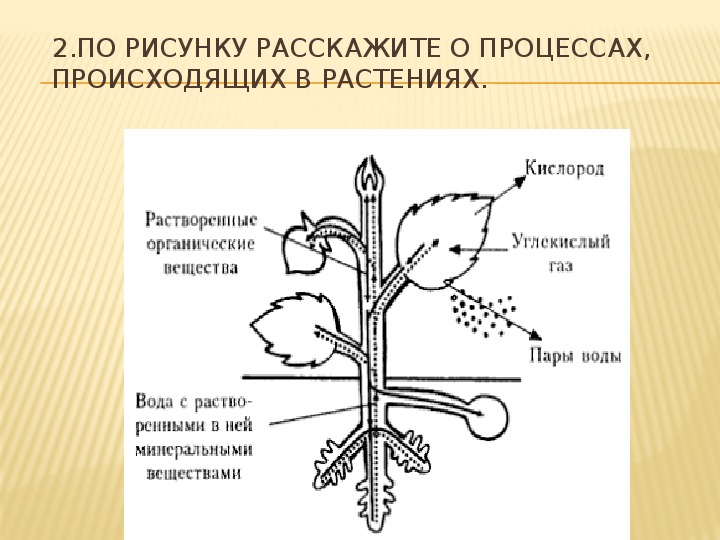 Растительный организм и его особенности