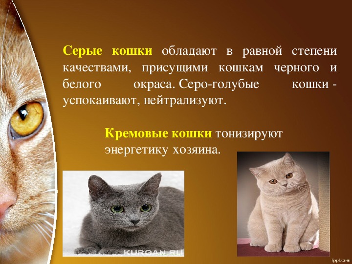 Учебно-исследовательская работа по литературе на тему: "Как кошки лечат людей?"