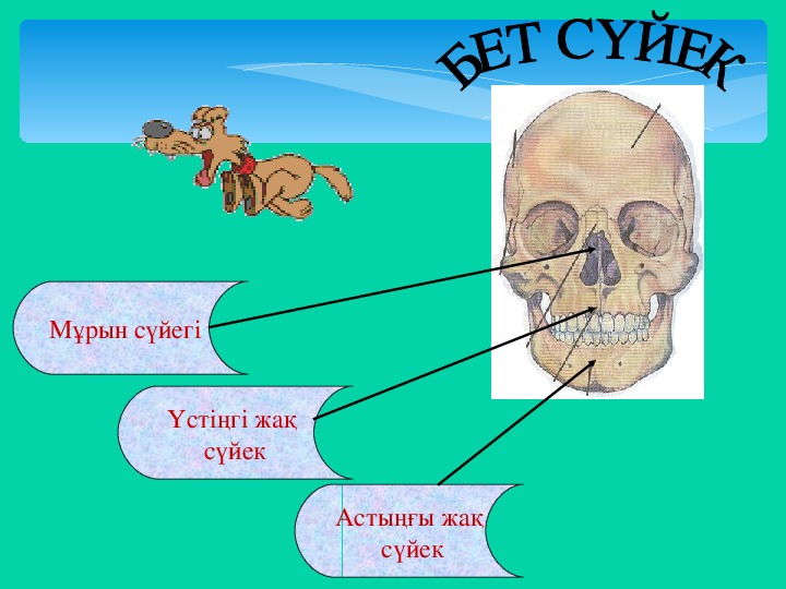 Дене мүшелері суреттер. Дене мүшелері картинка. Дене мүшелері раскраска.