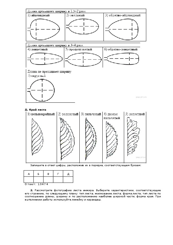 Тип листа по соотношению длины ширины. Лист дуба черешчатого Тип листа. Тип листа характеристика. Тип листа дуба по соотношению длины. Опишите лист смородины по следующему плану.