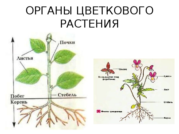Назовите органов цветковых растений. Вегетативные органы цветковых растений строение. Вегетативные органы растений схема. Вегетативные органы цветкового растения схема. Схема строения органов цветкового растения.