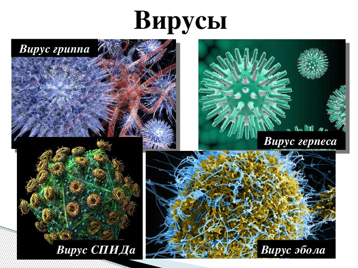 Вирусы примеры. Виды вирусов. Вирусы биология. Вирусы названия. Многообразие вирусов.