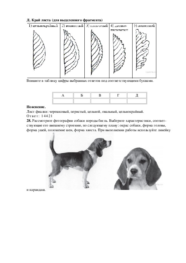 Рассмотрите фотографию рыжей собаки выберите характеристики соответствующие внешнему строению собаки