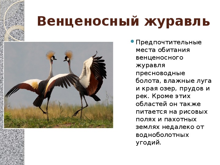 Виды журавлей в россии фото и названия
