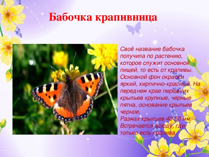 Первые бабочки весной 2 класс. Бабочка крапивница описание. Сообщение о бабочке крапивнице. Сообщение о бабочке. Бабочки для презентации.