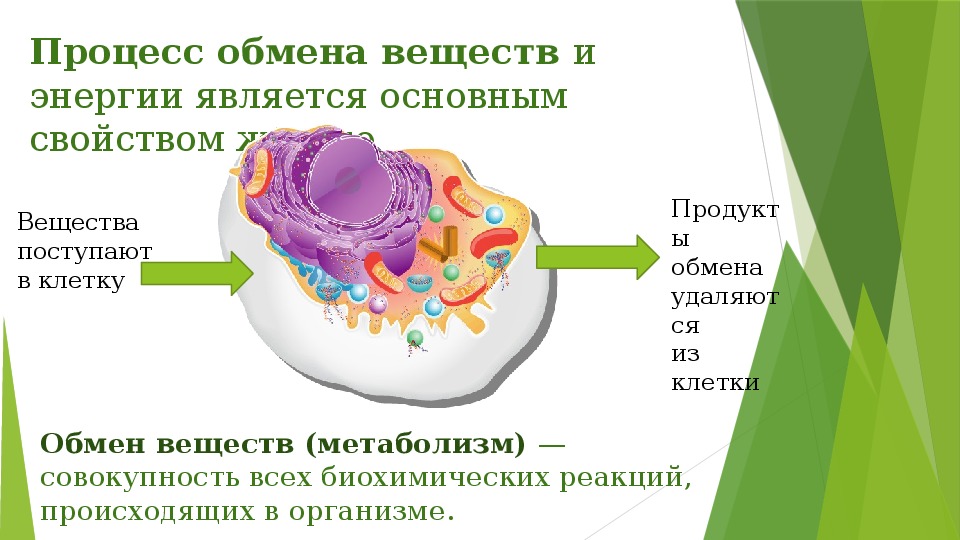 Обмен веществ 10 класс биология презентация