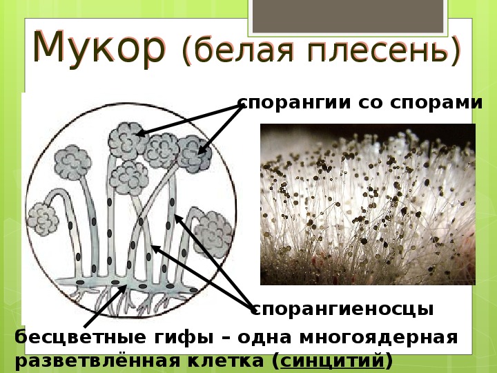 Признаки грибов мукор