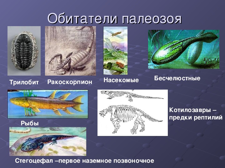 Презентация по биологии 9 класс этапы развития жизни на земле