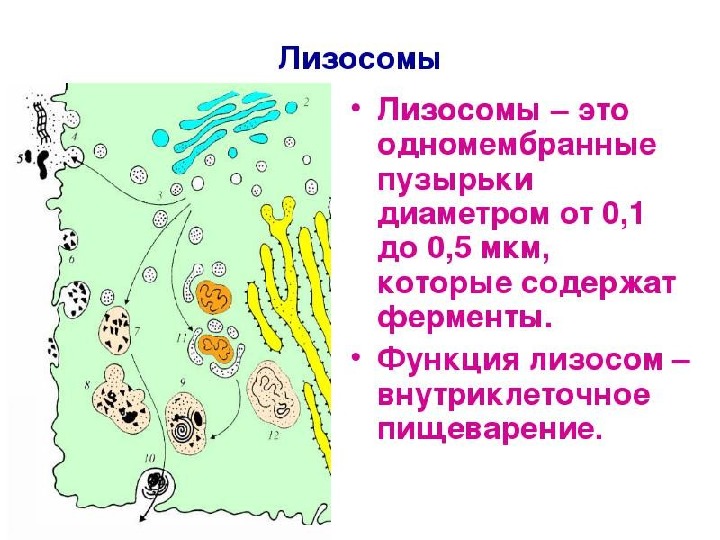 Образование лизосом происходит в. Лизосомы 5 класс биология. Лизосомы строение. Первичные и вторичные лизосомы. Лизосомы это кратко.
