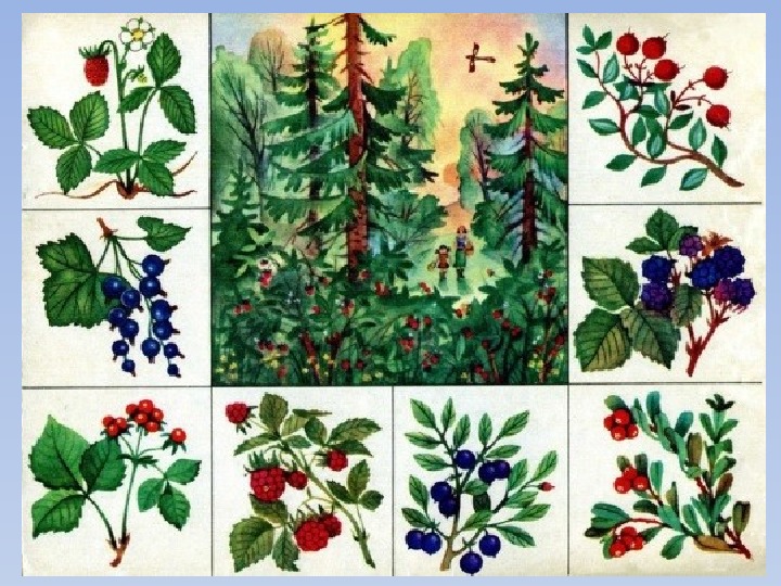 Игра растительный мир. Лото "что где растет". Растения для дошкольников. Карточки с изображением растительности. Лесные растения для детей.
