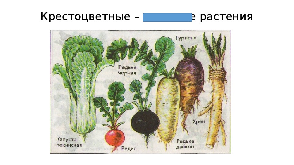 Проект по биологии 6 класс на тему культурные растения