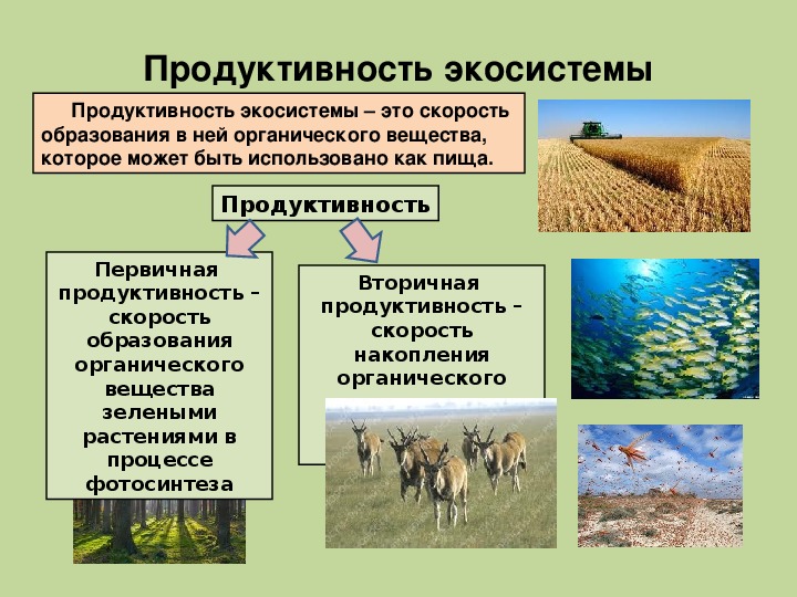 Для природных экосистем характерно. Продуктивность биогеоценоза. Продуктивность наземных и водных экосистем. Первичная продуктивность экосистемы. Первичная продукция Агросистемы.
