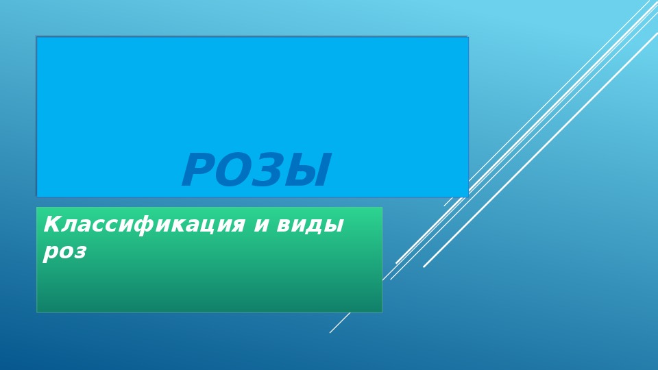 Презентация " Розы"