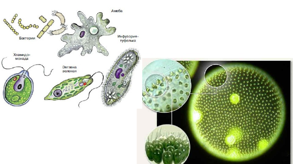Многоклеточные организмы. Многоклеточные организмы 5 класс. Самое маленькое многоклеточное. Многоклеточные бактерии.