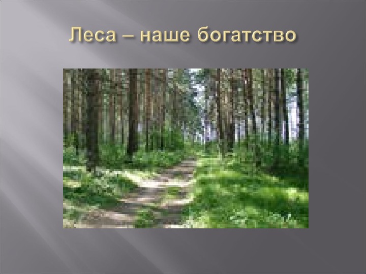 Зона лесов 4 класс окружающий мир презентация