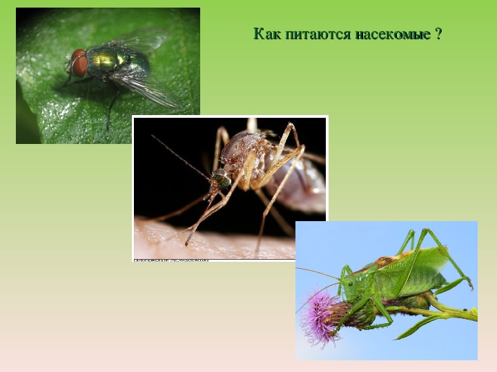 Питание насекомых. Как питаются насекомые. Класс насекомые питание. Вид пищи насекомых.