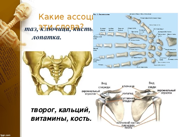 Под каким номером на рисунке обозначена ключица