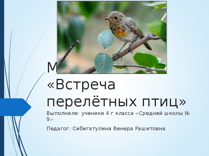 Презентация по окружающему миру "Встреча перелётных птиц"