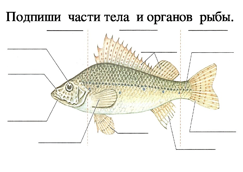 Признаки рыб 3 класс