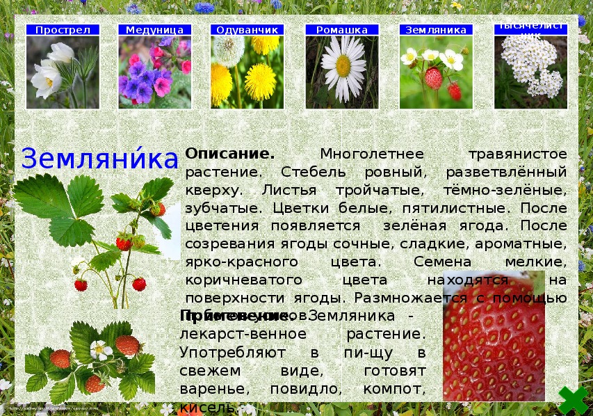 Впр как много чудесного и удивительного. Дикорастущие растения Новосибирской области. Дикорастущие травы Новосибирской области.