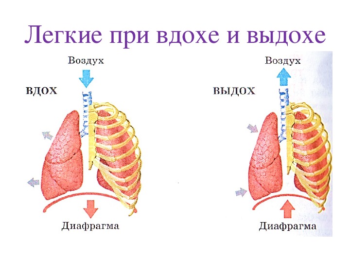 Количество легких. Легкие при вдохе и выдохе. Схема легких при вдохе и выдохе. Легкие при вдохе. Легкие вдох выдох.