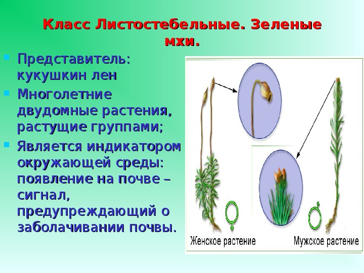 Листостебельные мхи рисунок