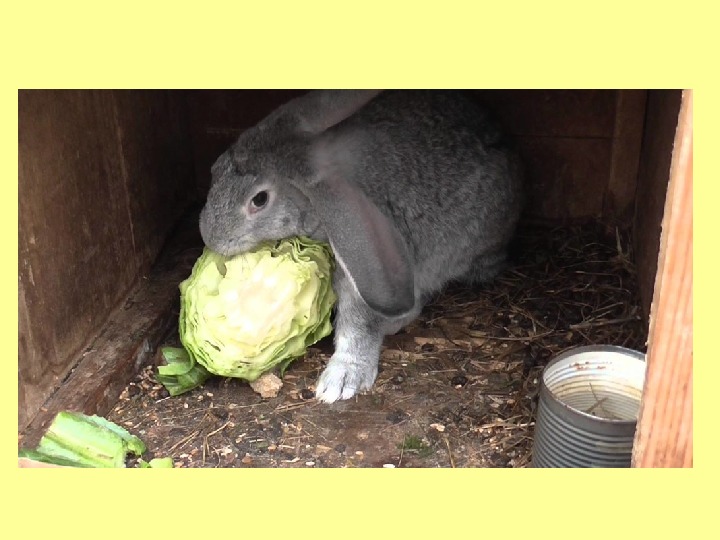 Можно давать кроликам капусту. Кролик ест капусту. Заяц с капустой. Кормление кроликов. Еда для кроликов.