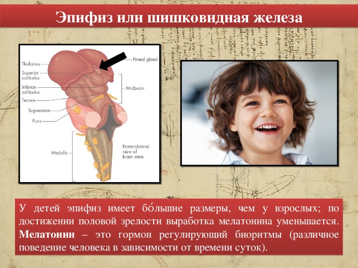 Фото шишковидной железы человека