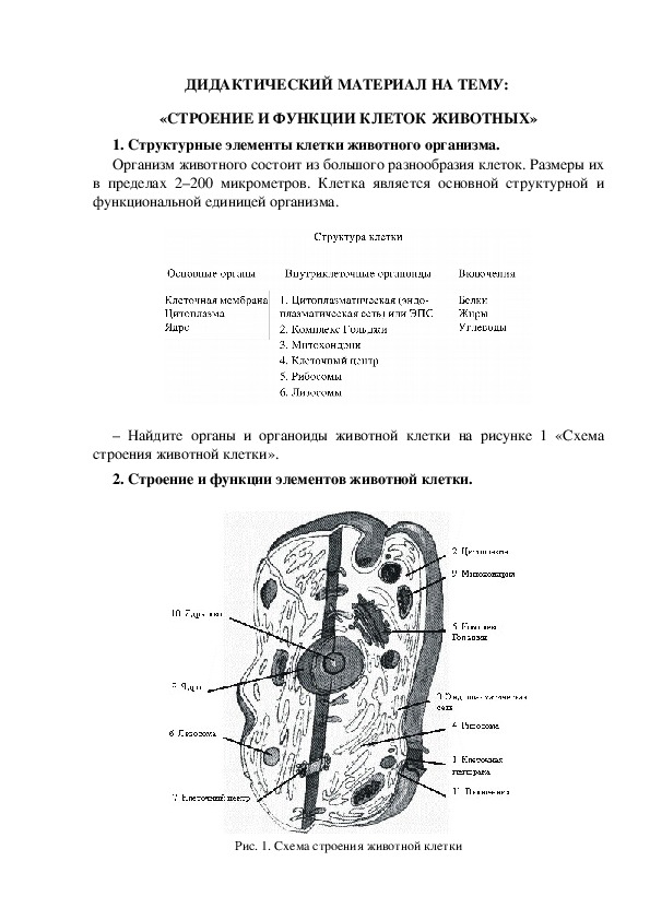 ДИДАКТИЧЕСКИЙ МАТЕРИАЛ НА ТЕМУ:  «СТРОЕНИЕ И ФУНКЦИИ КЛЕТОК ЖИВОТНЫХ»