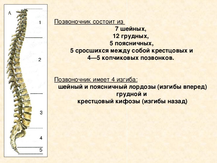 Опорно двигательная система человека презентация