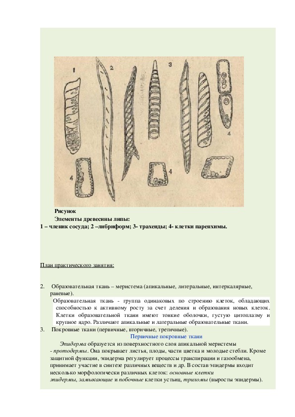 К какой ткани относятся изображенные на рисунке клетки одуванчика