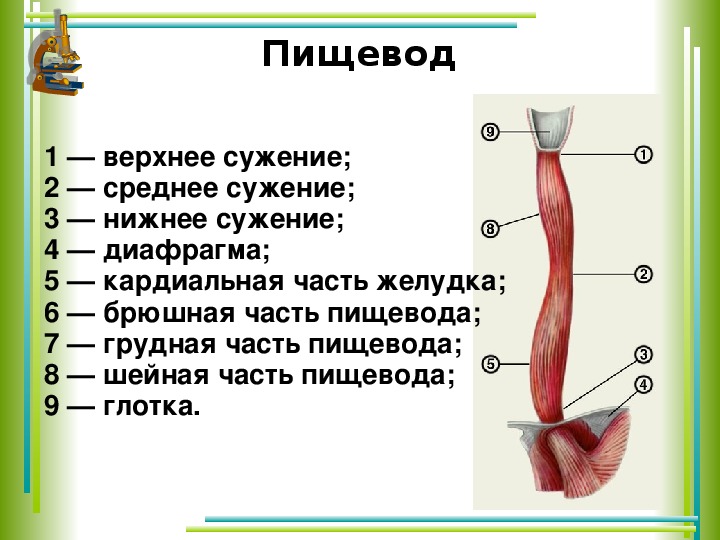 Рисунок 135 биология 8 класс