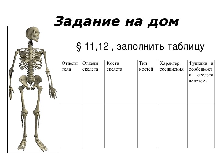 Задания по скелету. Скелет человека 8 класс биология. Строение скелета 8 класс биология. Строение скелета человека 8 класс биология. Биология 8 класс тема скелет.