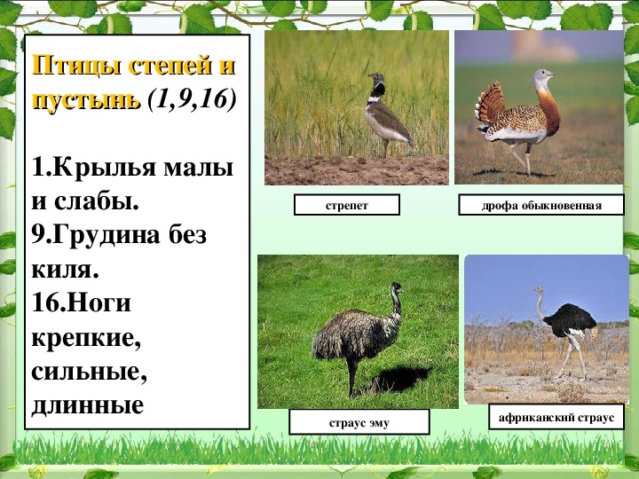 Экологические группы птиц. Экологические группы птиц презентация. Дрофа экологическая группа. Экологические группы птиц таблица.
