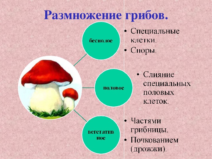 Питание и размножение грибов 6 класс презентация