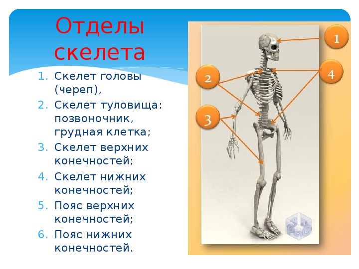 Состав отделов скелета