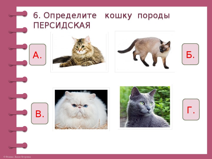 Классы про кошек