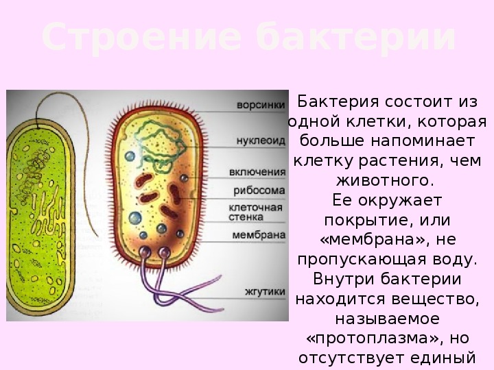 Бактерии кратко