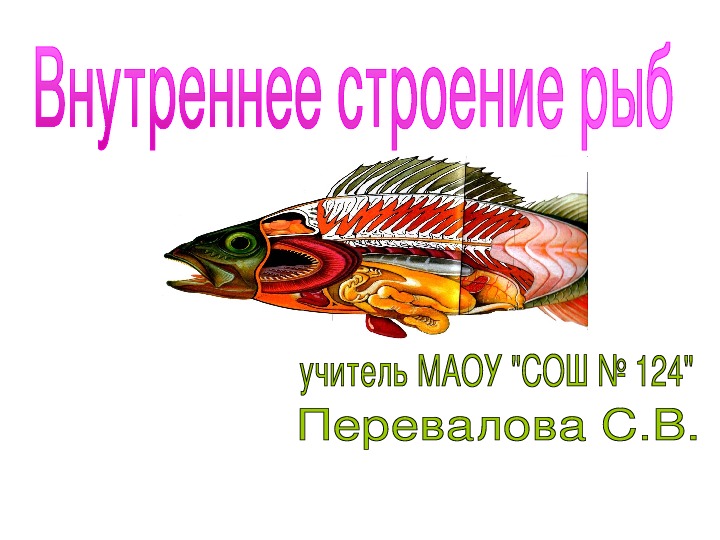 Презентация "Внутреннее строение рыб" 7 класс