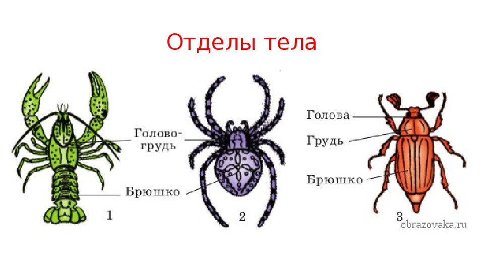 Презентация тип членистоногие класс ракообразные 7 класс биология