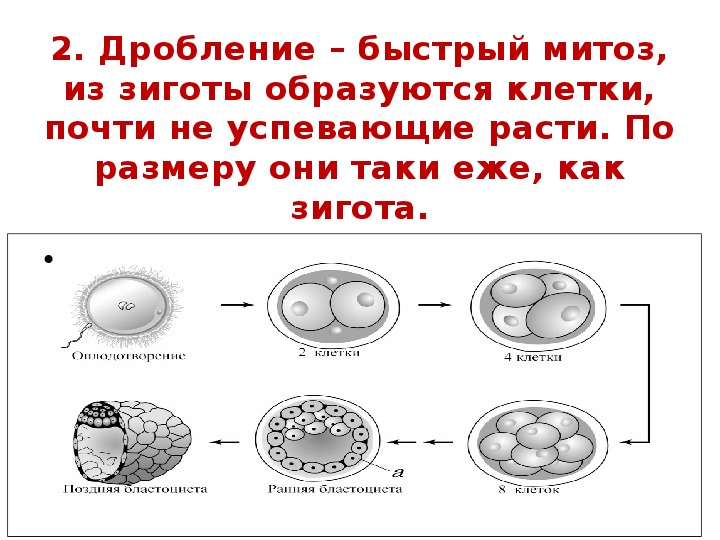 Какие клетки образуются. Коетки оюрпхлвавшиеся при дроблении зигот. Зигота деление клетки. Клетки образовавшиеся при дроблении зиготы.